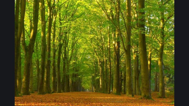 Mindful wandelen