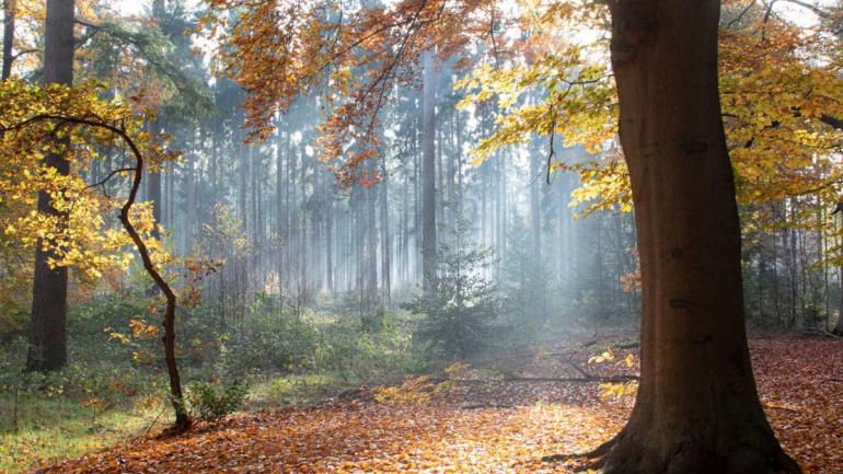 Herfstwandeling Staatsbosbeheer