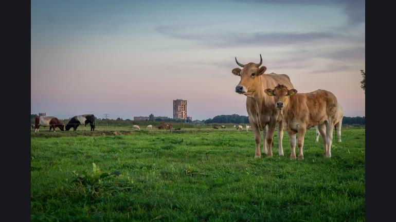 Eemlandhoeve