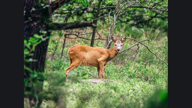 Rustpunt St. Natuurcentrum Veluwe