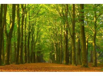 Mindful wandelen