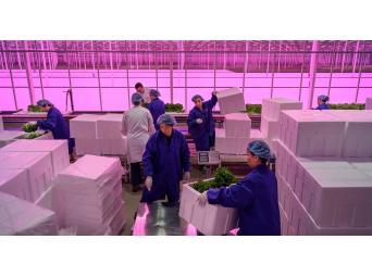 Exhibition | Food for Thought Kadir van Lohuizen