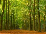 Mindful wandelen