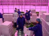 Exhibition | Food for Thought Kadir van Lohuizen