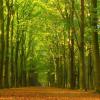 Mindful wandelen