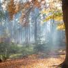 Herfstwandeling Staatsbosbeheer