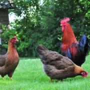 Bed & Breakfast Het Zuyerbroeck